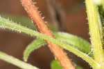 Sanguine purple coneflower